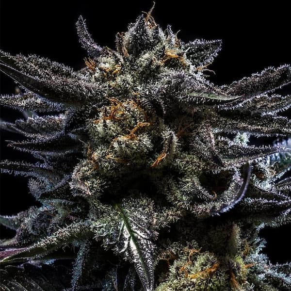 La rica x Zombie Kush Seed > Ripper Seeds | Feminized Cannabis   |  Hybrid